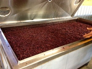 Fermenting Pinot Noir at Longdog Winery